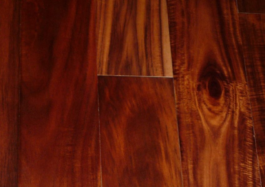 Acacia-Web-Large